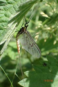 <i>Ephemera danica</i>