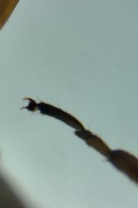 <i>Leuctra geniculata</i>