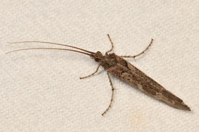 <i>Glyphotaelius pellucidus</i>