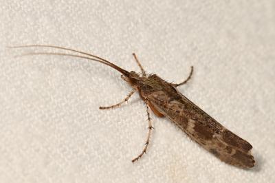 <i>Glyphotaelius pellucidus</i>