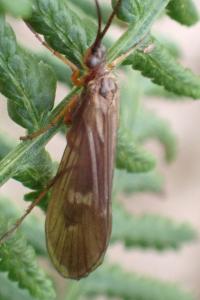 <i>Anabolia nervosa</i>