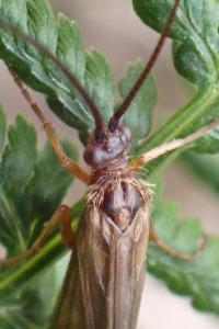 <i>Anabolia nervosa</i>