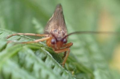 <i>Anabolia nervosa</i>