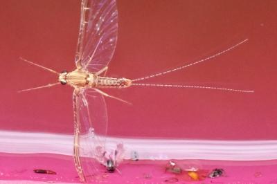 <i>Cloeon dipterum</i>