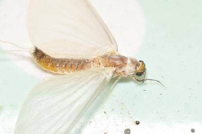 Ephoron virgo