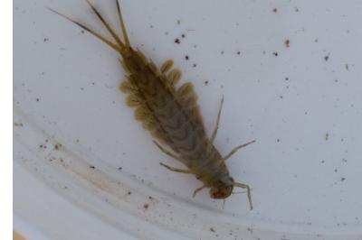 <i>Siphlonurus</i>
