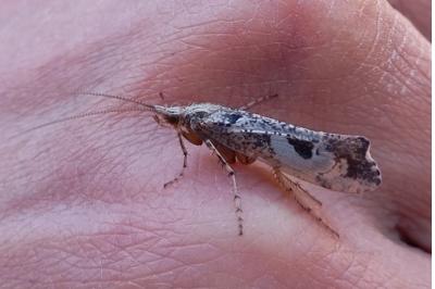 <i>Glyphotaelius pellucidus</i>