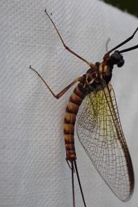<i>Epeorus assimilis</i>