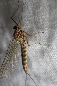 <i>Siphlonurus aestivalis</i>