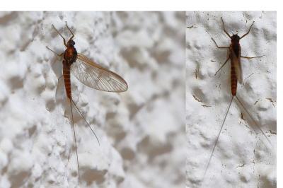 <i>Baetis</i>