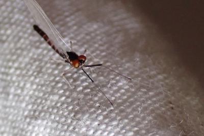 Habrophlebia lauta