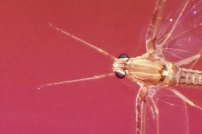 <i>Cloeon dipterum</i>