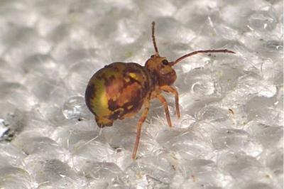 Dicyrtomina ornata