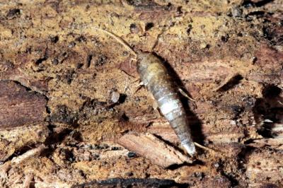 Lepisma saccharina