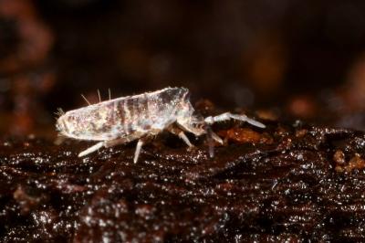 Lepidocyrtus curvicollis