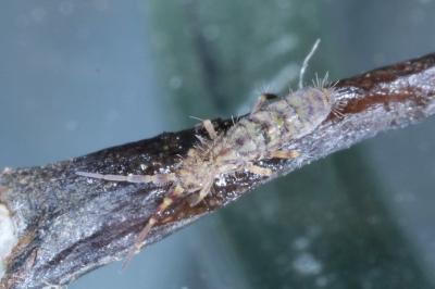 Orchesella villosa