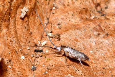 Pogonognathellus longicornis