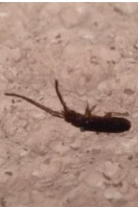 <i>Tomocerus minor</i>