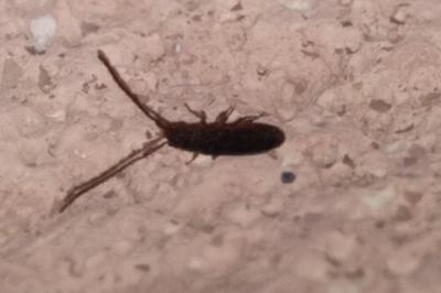 <i>Tomocerus minor</i>