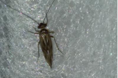 <i>Valenzuela flavidus</i>