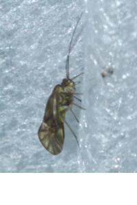 <i>Valenzuela flavidus</i>