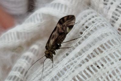 <i>Metylophorus nebulosus</i>