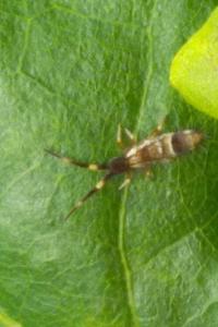 <i>Orchesella flavescens</i>