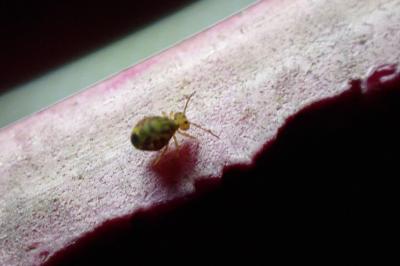 <i>Dicyrtomina ornata</i>