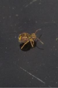 <i>Dicyrtomina ornata</i>