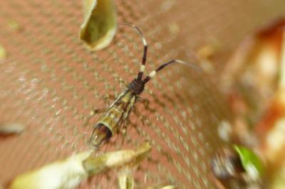 <i>Orchesella flavescens</i>