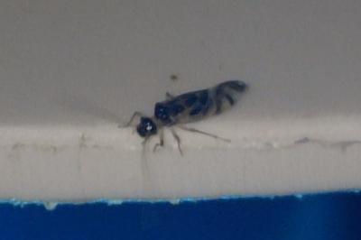 <i>Graphopsocus cruciatus</i>