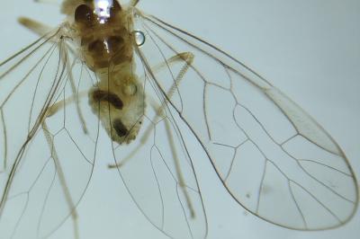 <i>Stenopsocus immaculatus</i>