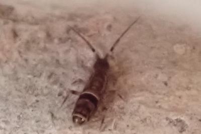 <i>Orchesella cincta</i>