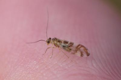 Graphopsocus cruciatus