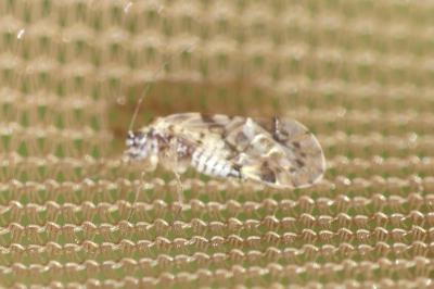 <i>Trichadenotecnum sexpunctatum</i>