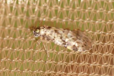 <i>Trichadenotecnum sexpunctatum</i>