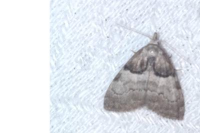 Nola cucullatella