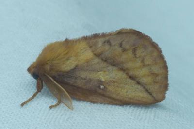 Euthrix potatoria