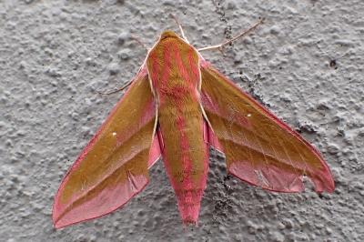 Deilephila elpenor
