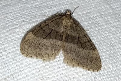 Operophtera fagata