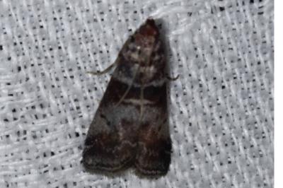 Acrobasis advenella
