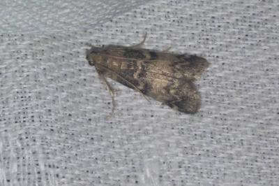 Euzophera pinguis