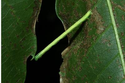 Chloroclysta siterata