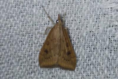 Udea ferrugalis