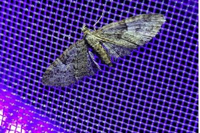 Eupithecia