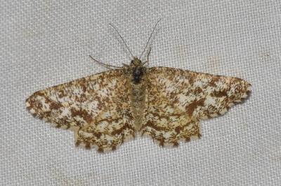 Heliomata glarearia