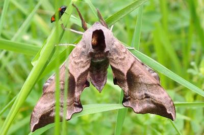 Smerinthus ocellatus ocellatus