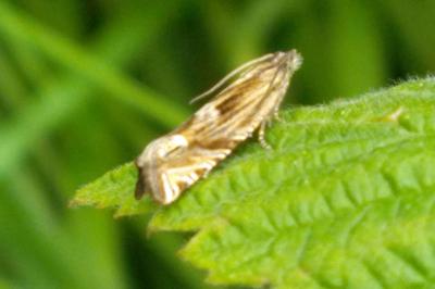 Eucosma aspidiscana
