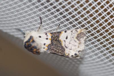 Furcula bicuspis