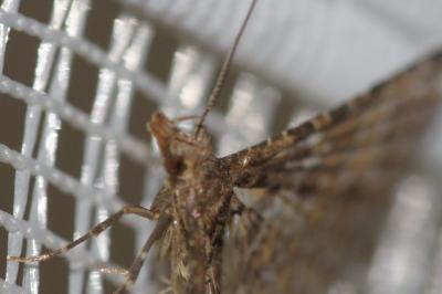 Alucita hexadactyla